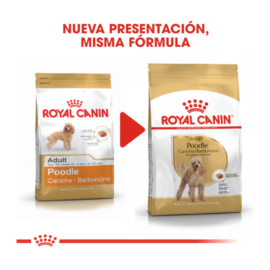 7.5 kg Royal Canin Adult Poodle pienso para perros, , large Imagen numero 3